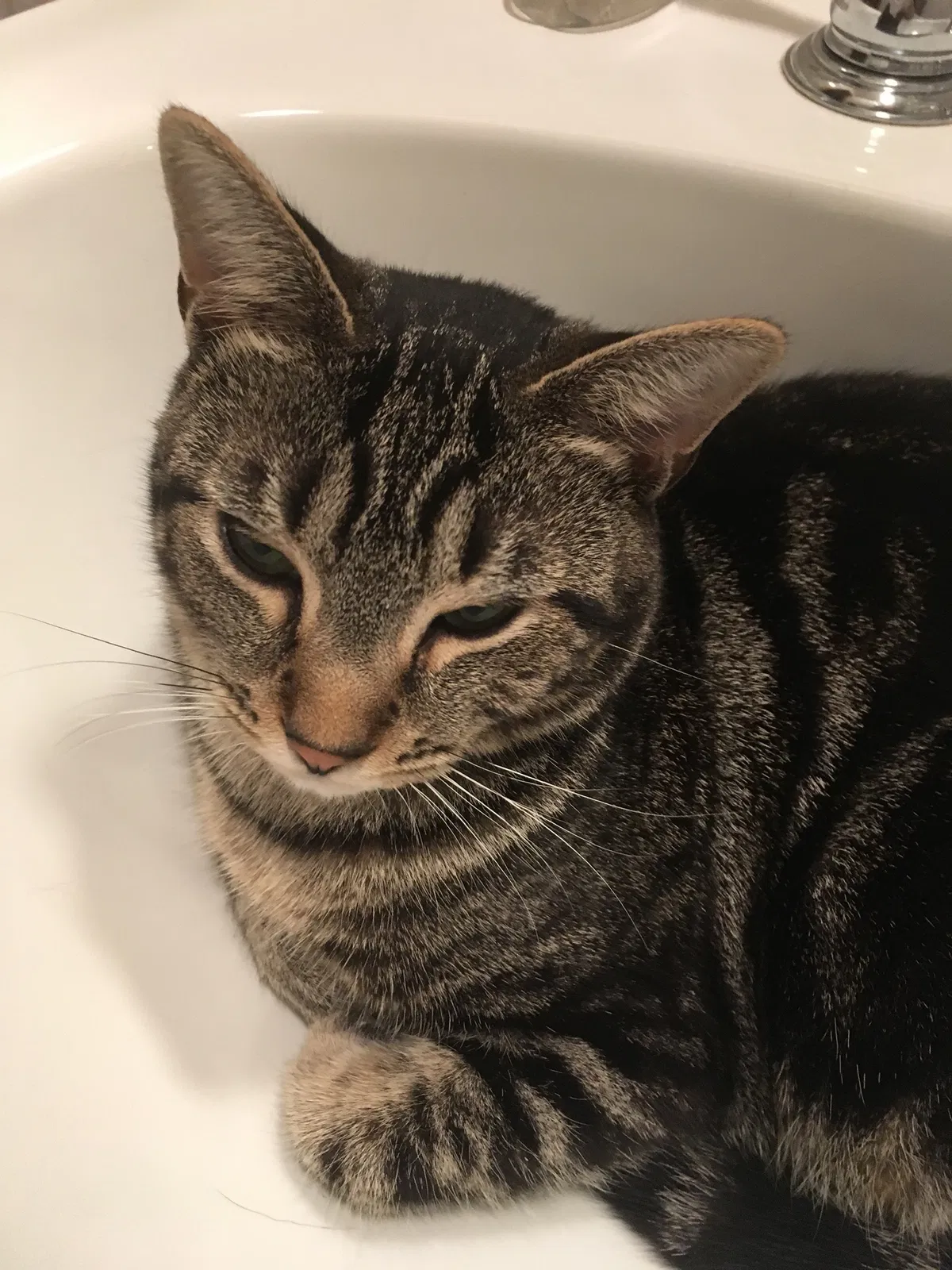 Lost cat in Thornwood, NY, 10594