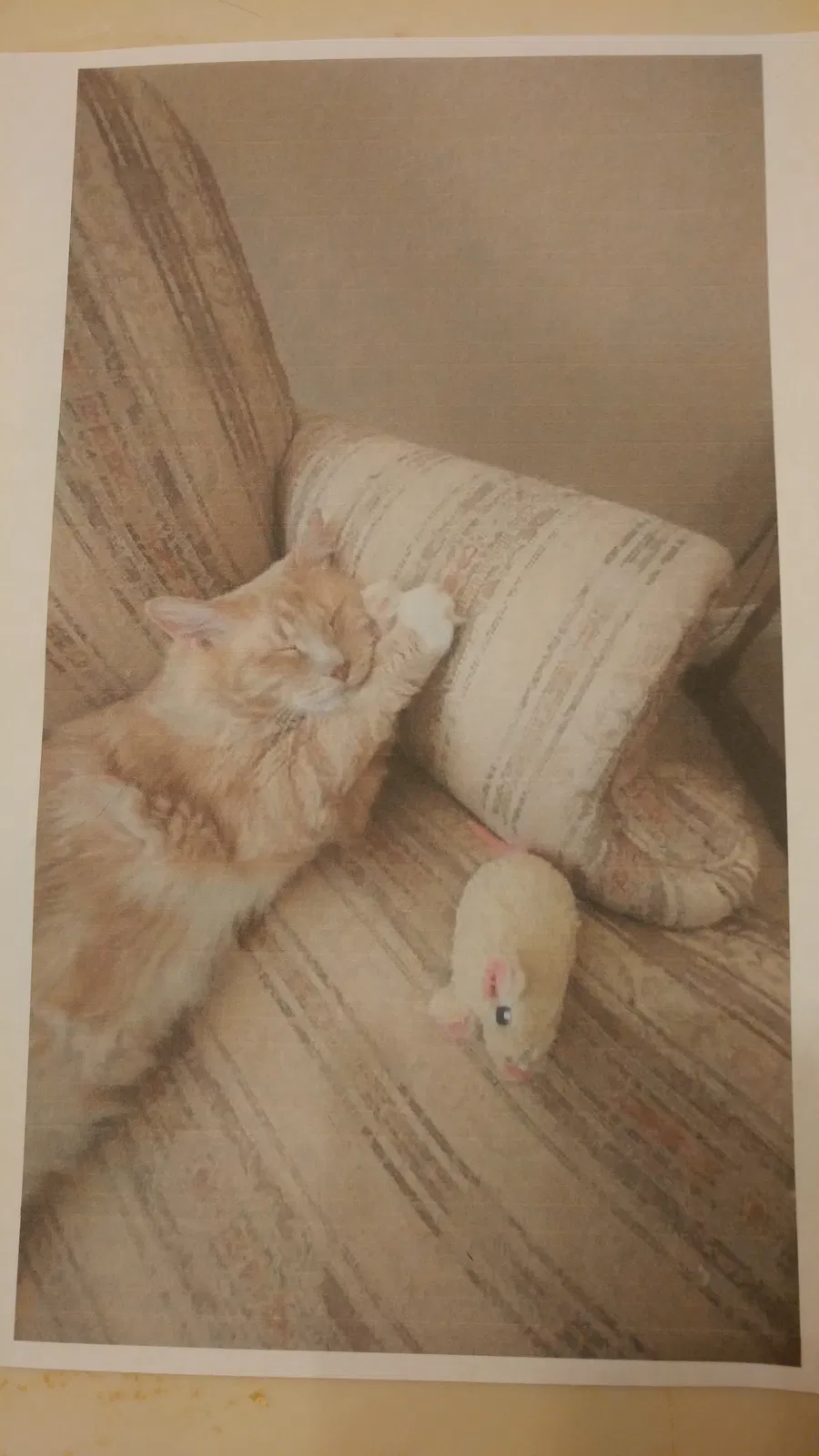 Lost cat in Whitehouse, TX, 75791
