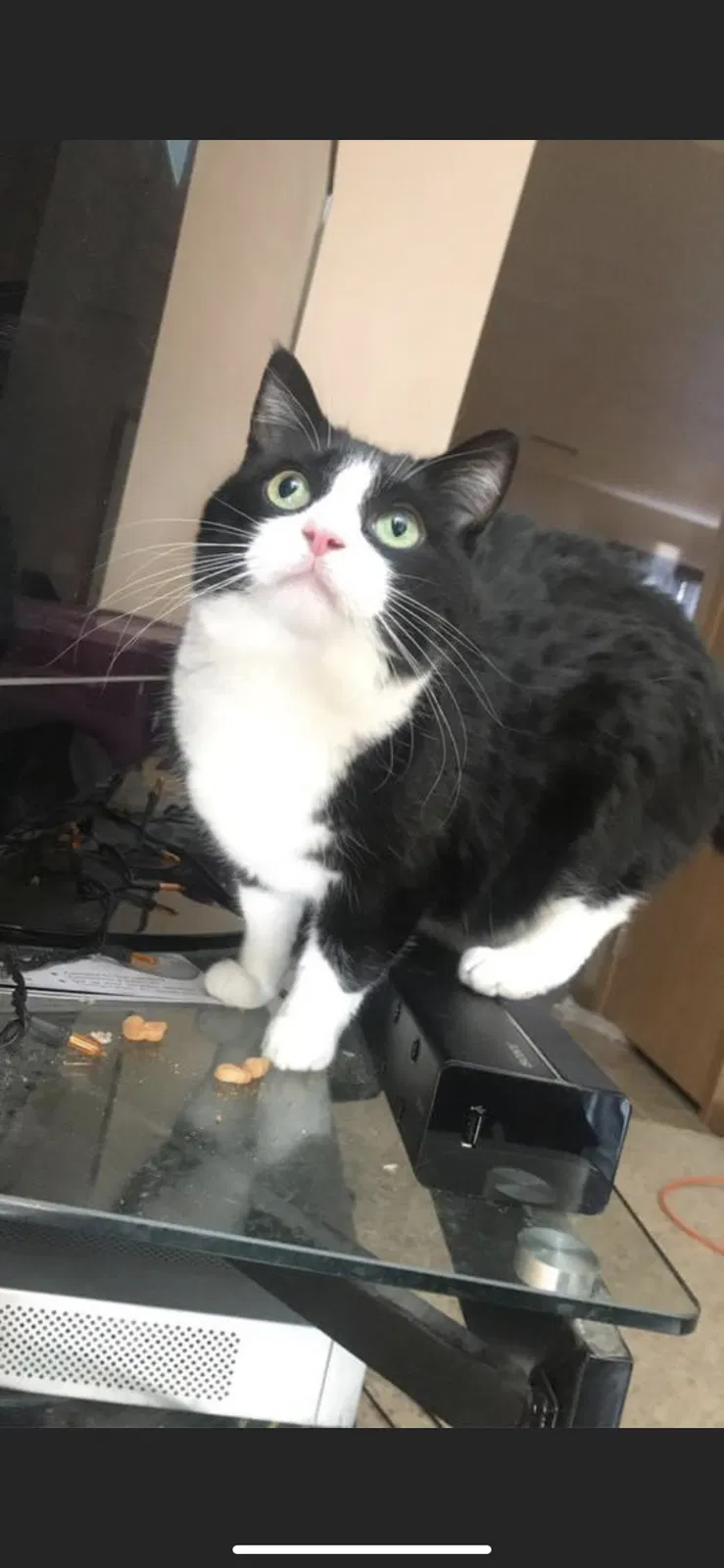 Lost cat in Sioux Falls, SD, 57106