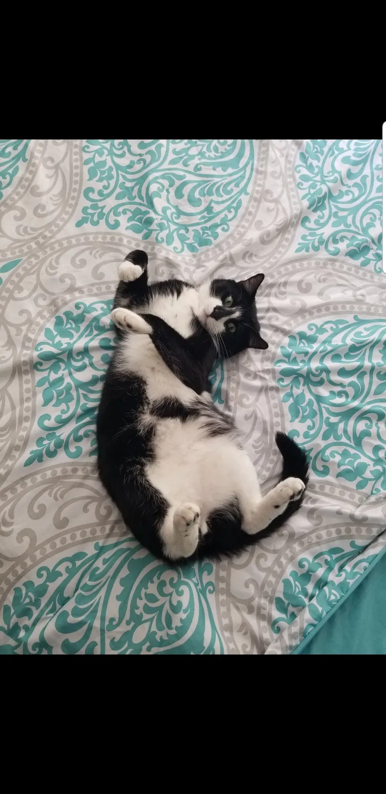 Lost cat in Hillside, NJ, 7205