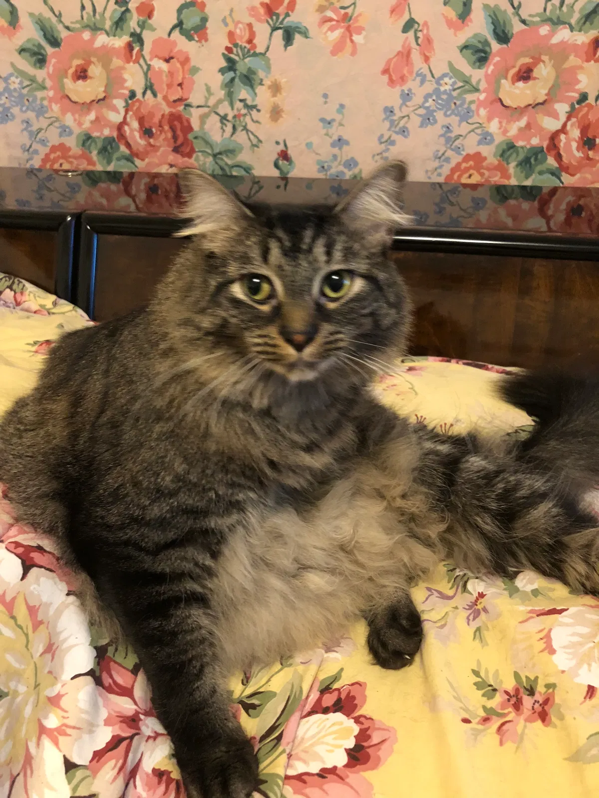 Lost cat in San Antonio, TX, 78212