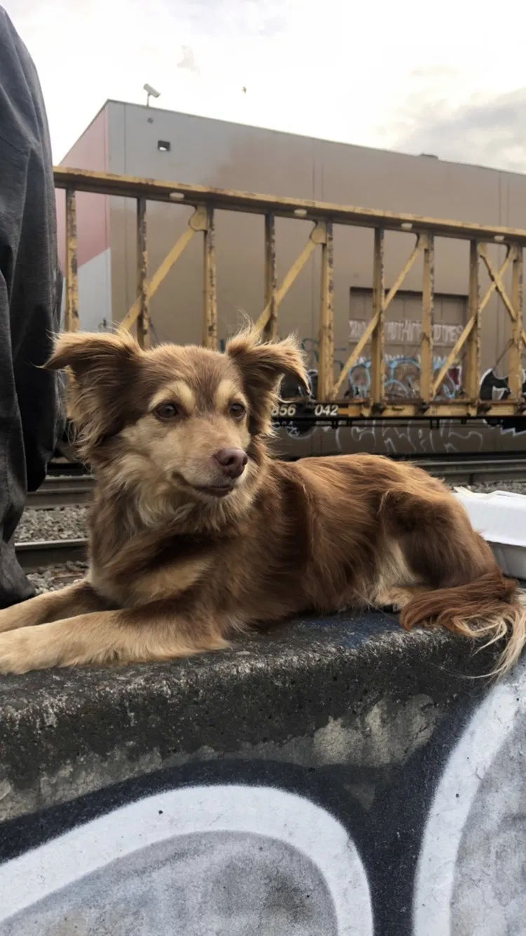 Lost dog in Bend, OR, 97701