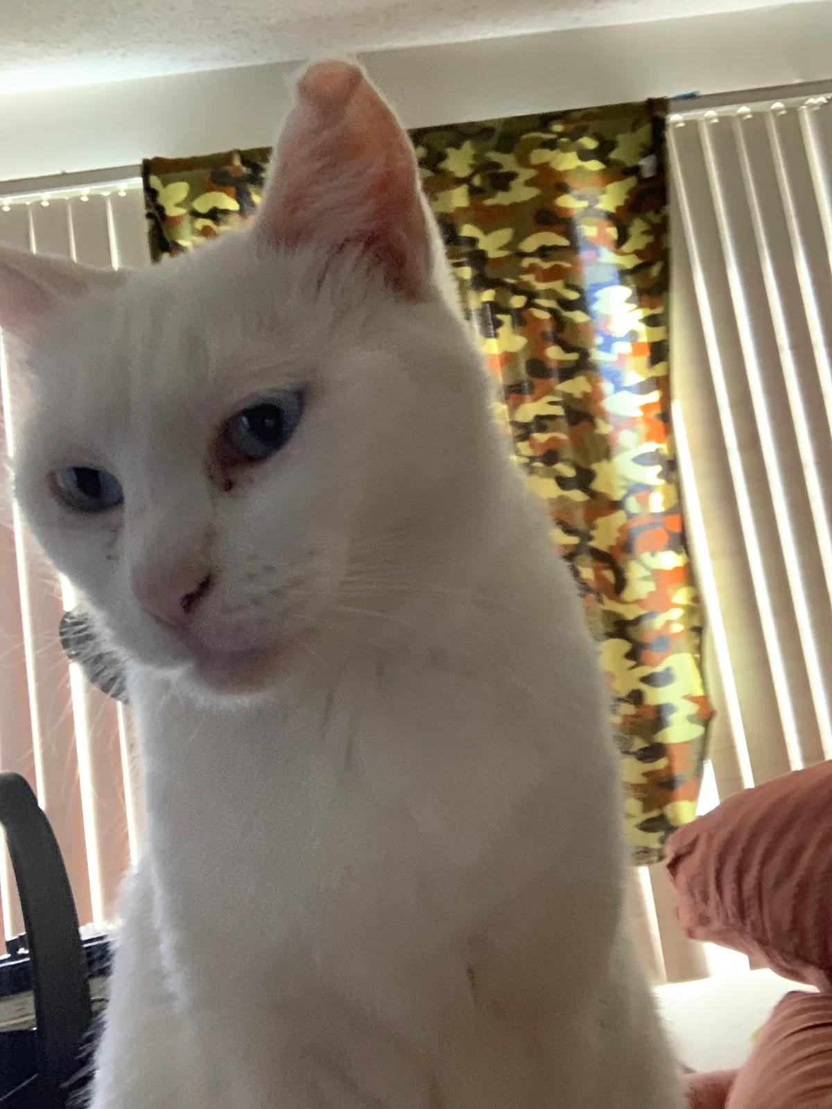Lost cat in Signal Hill, CA, 90755