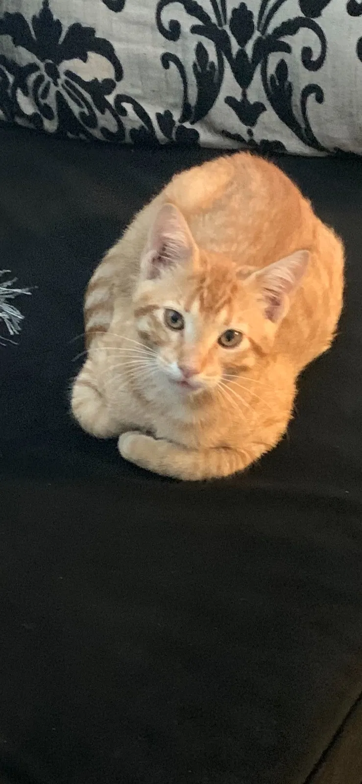 Lost cat in Minneapolis, MN, 55434