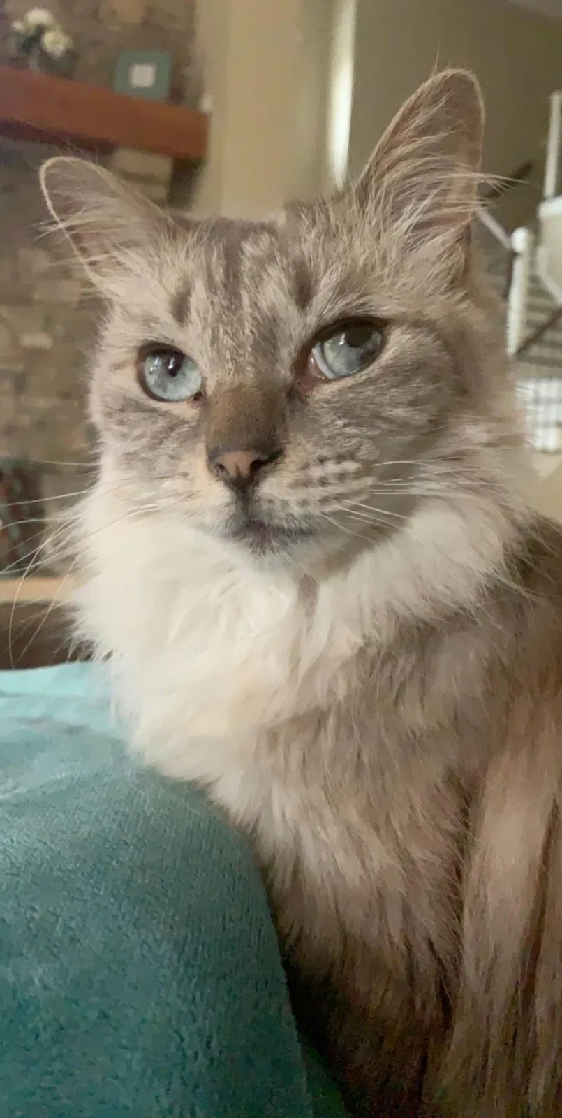 Lost cat in Mooresville, NC, 28117