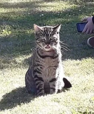 Lost cat in Springfield, OR, 97477