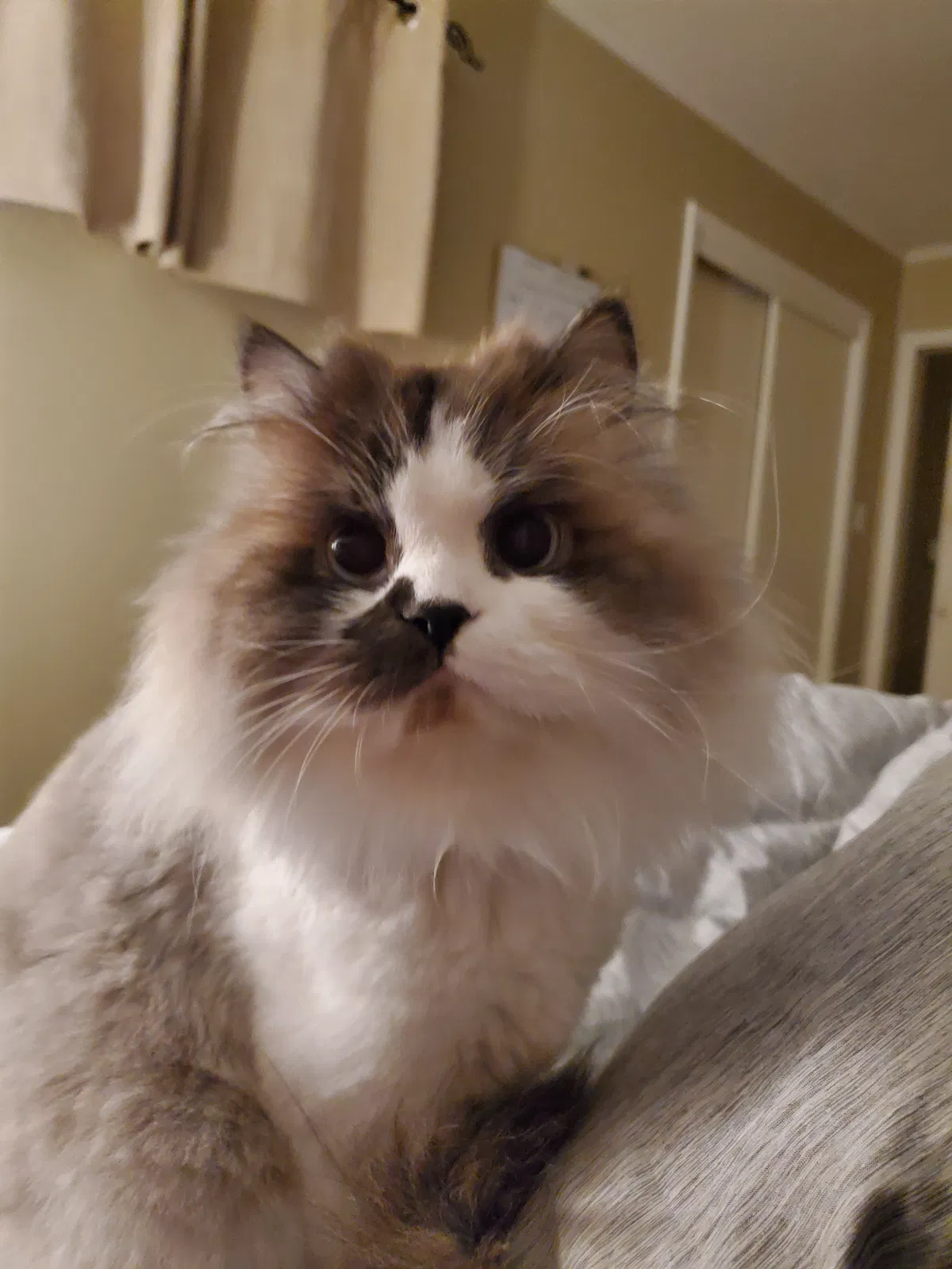 Lost cat in West Des Moines, IA, 50265