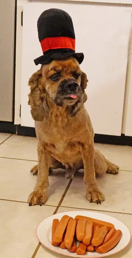 Lost dog in Ashburn, GA, 31714