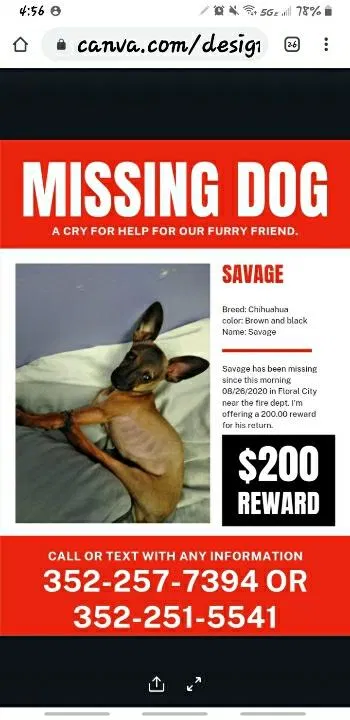 Lost dog in Floral City, FL, 34436