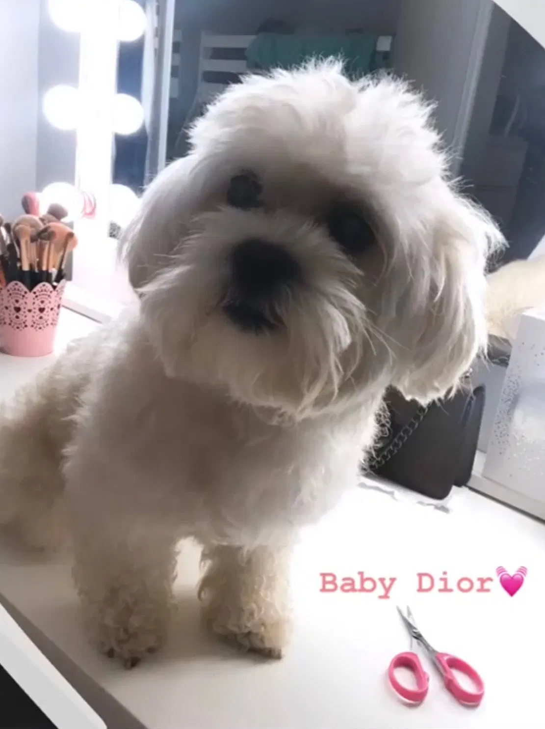 Lost dog in Compton, CA, 90221