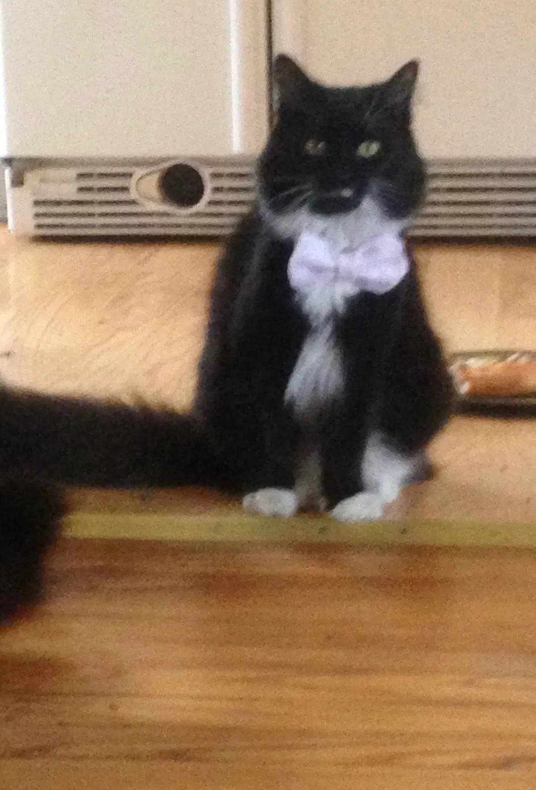 Lost cat in Wayne, MI, 48184