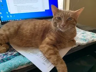 Lost cat in San Marcos, CA, 92069