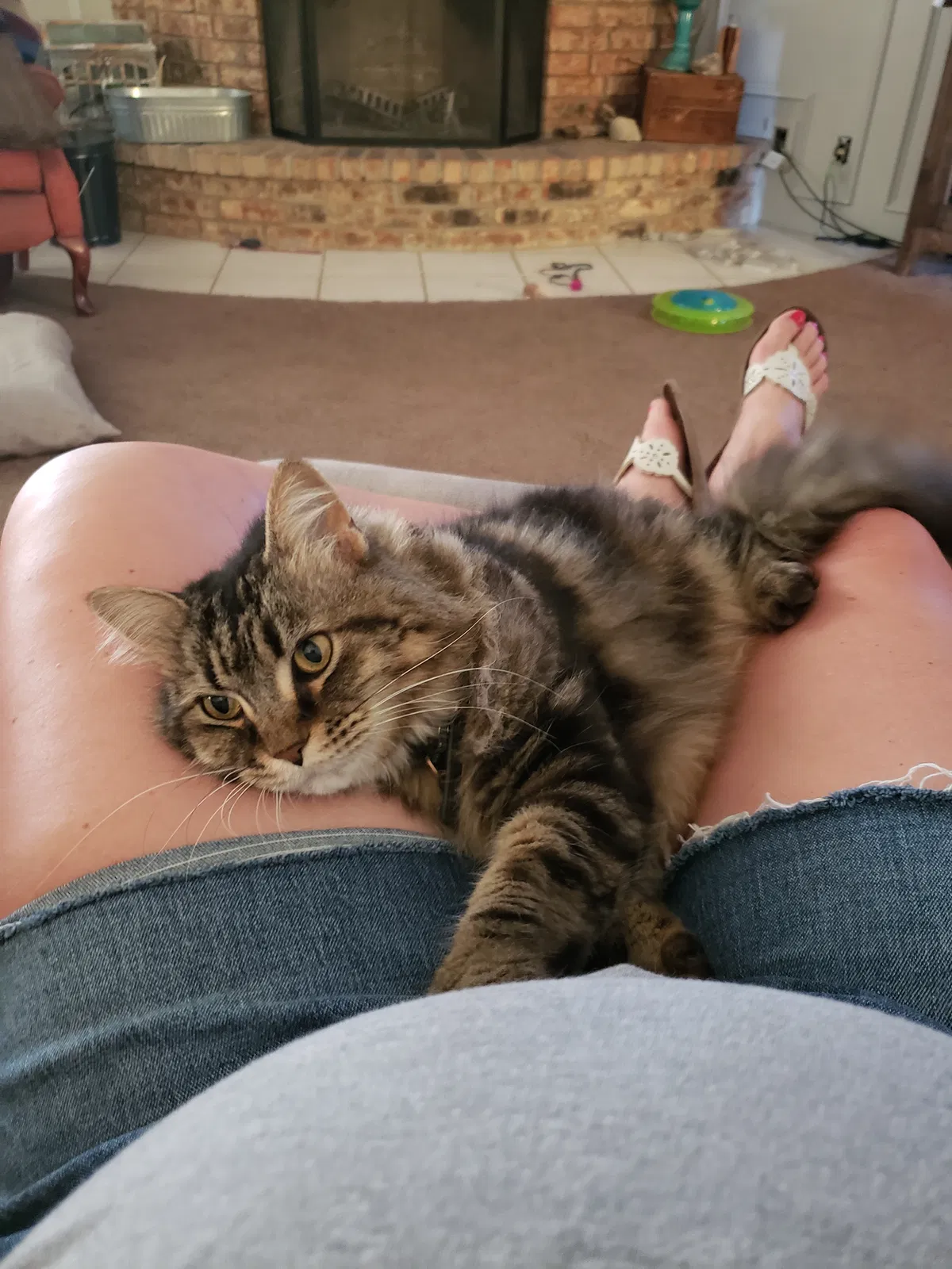 Lost cat in Odessa, TX, 79761