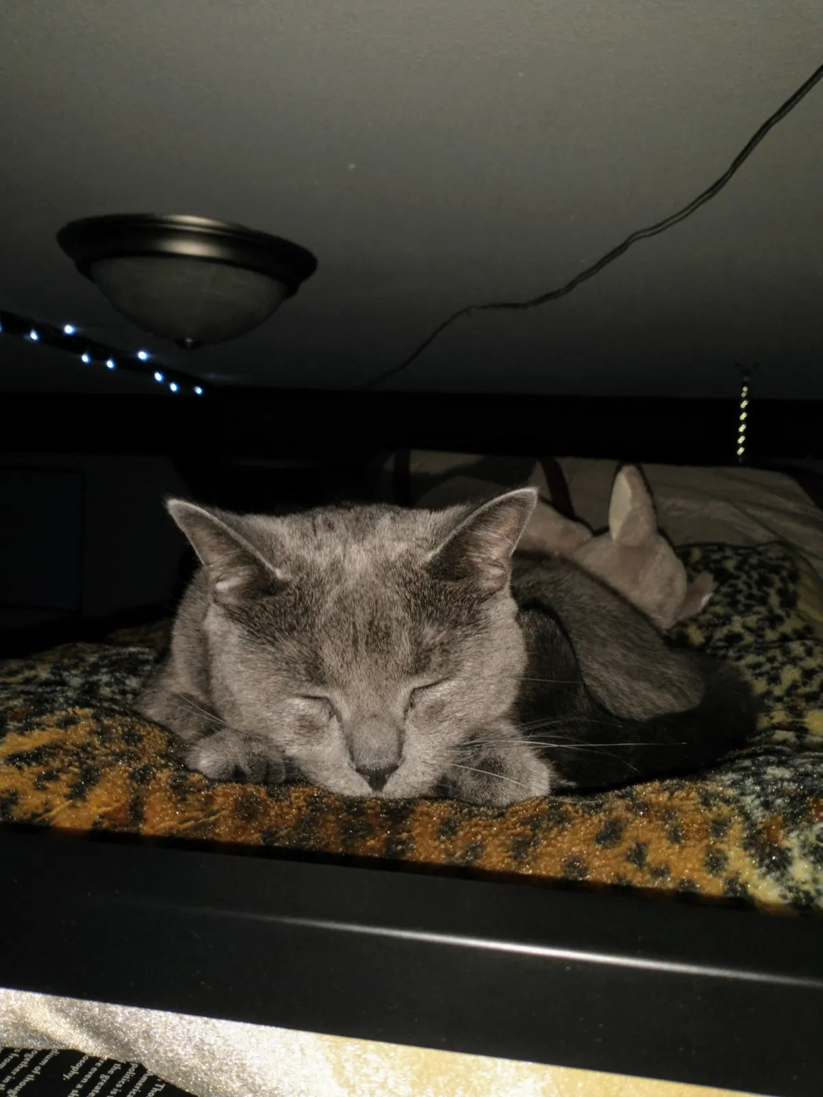 Lost cat in Westminster, CO, 80031