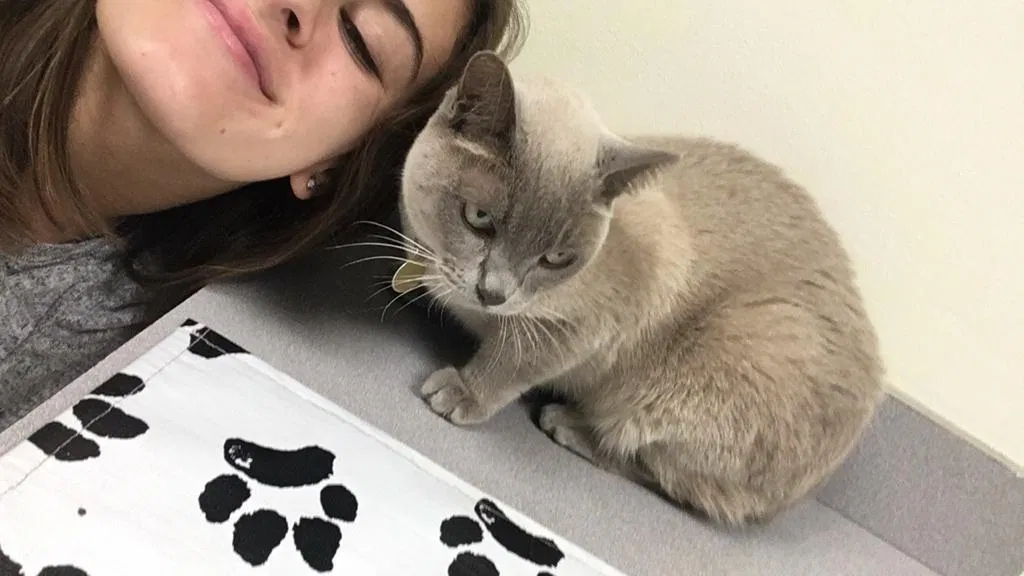 Lost cat in Fort Lauderdale, FL, 33331