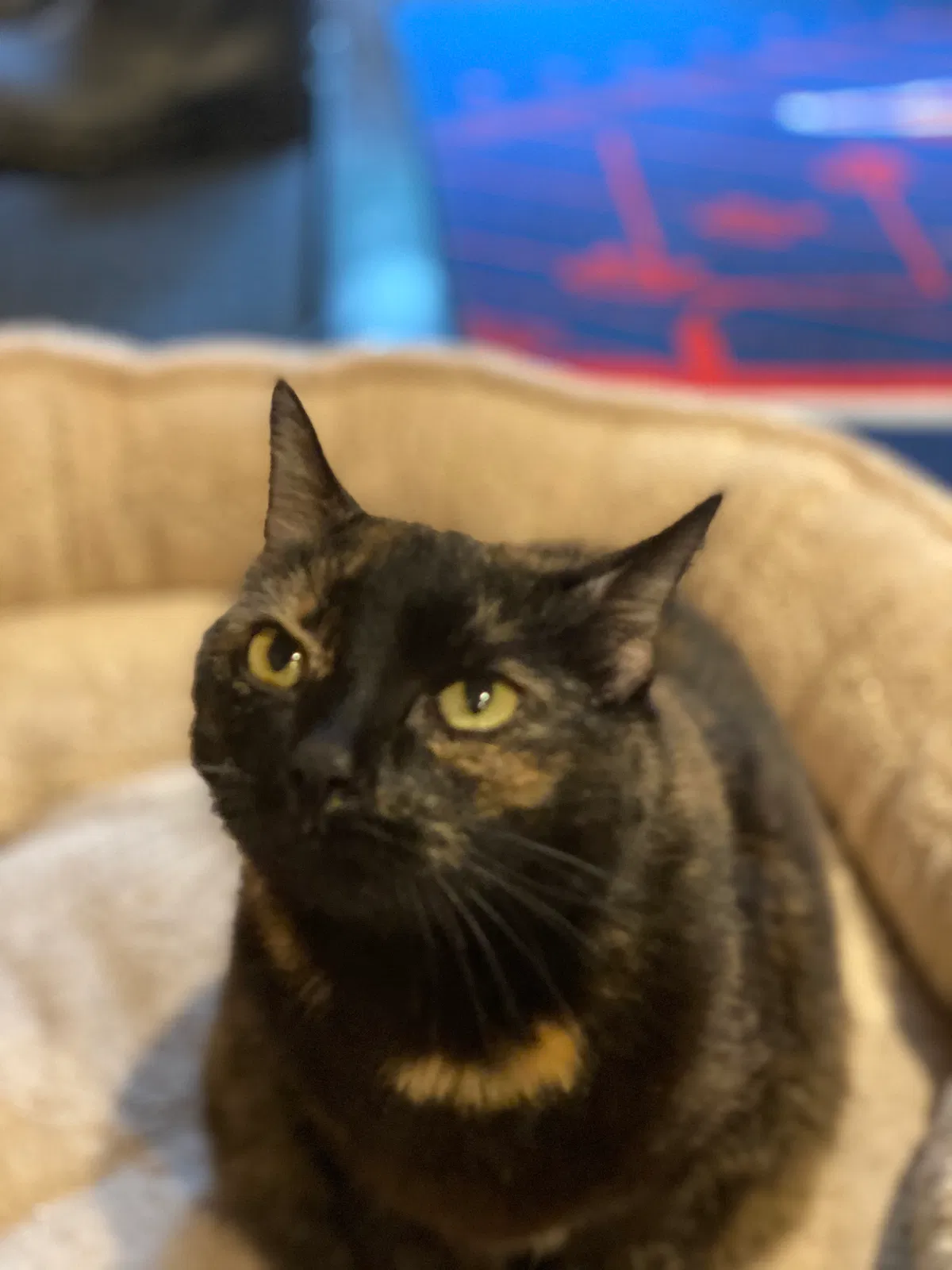 Lost cat in Townsend, MA, 1469