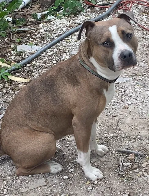 Lost dog in Chester, PA, 19013