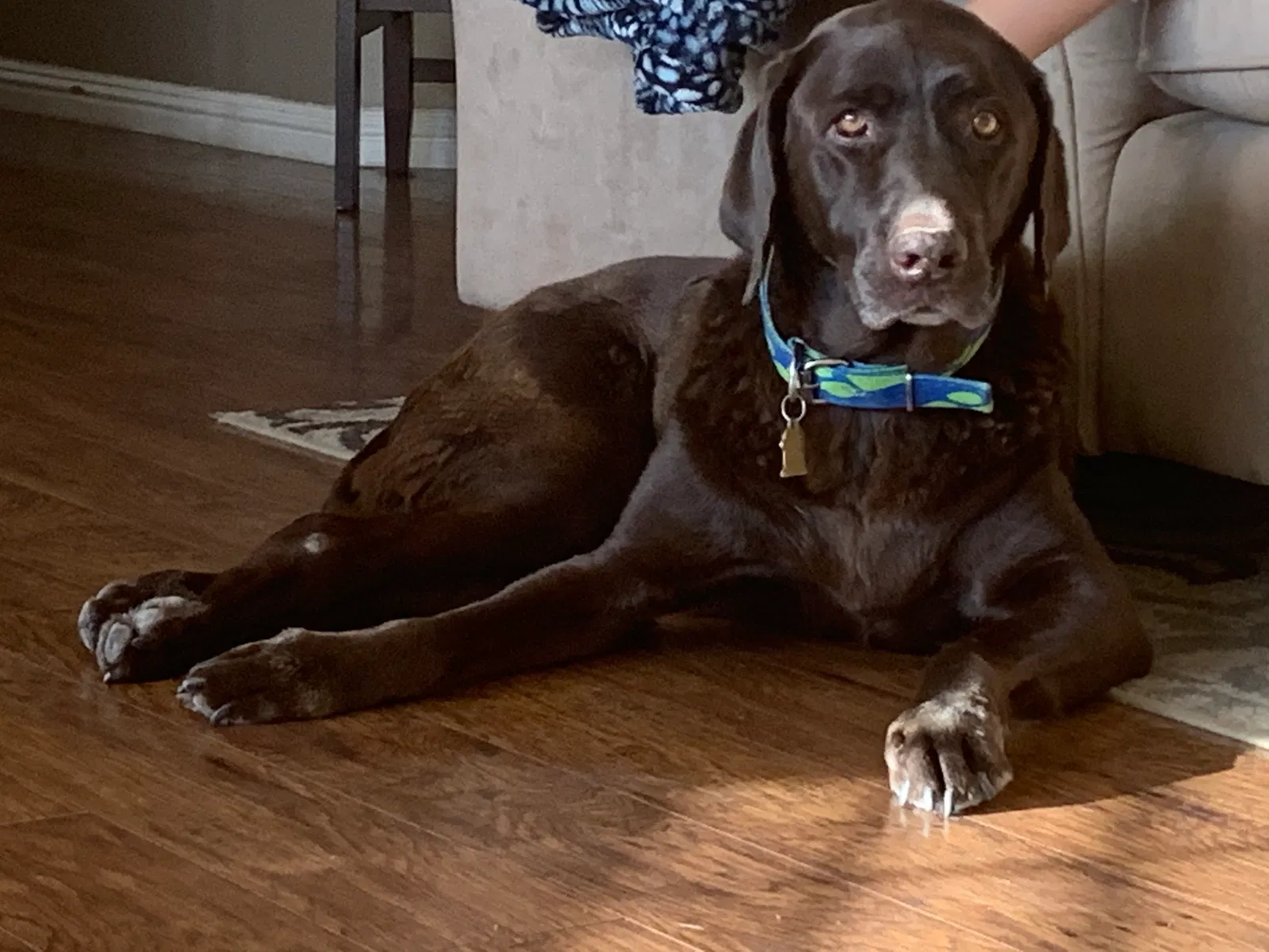 Lost dog in Waterford, CA, 95386