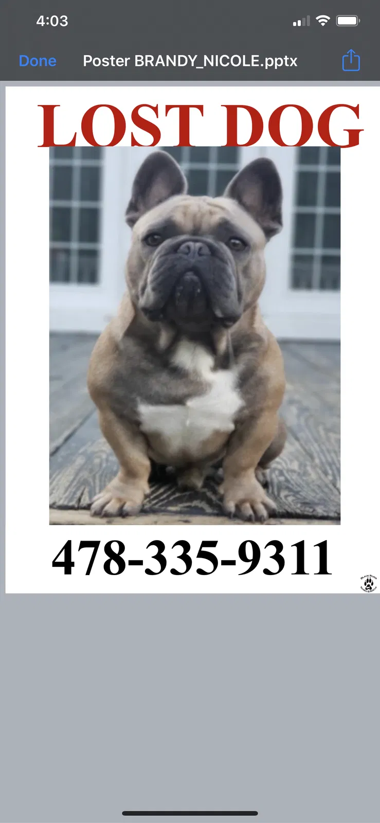 Lost dog in Orangeburg, SC, 29115