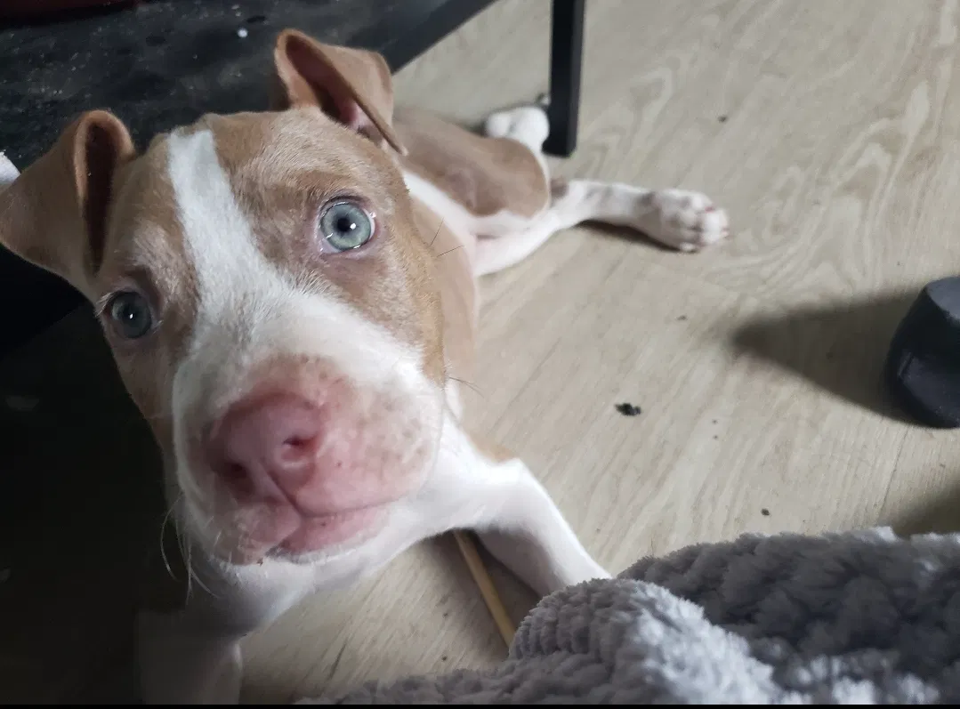 Lost dog in Eagle Lake, FL, 33839
