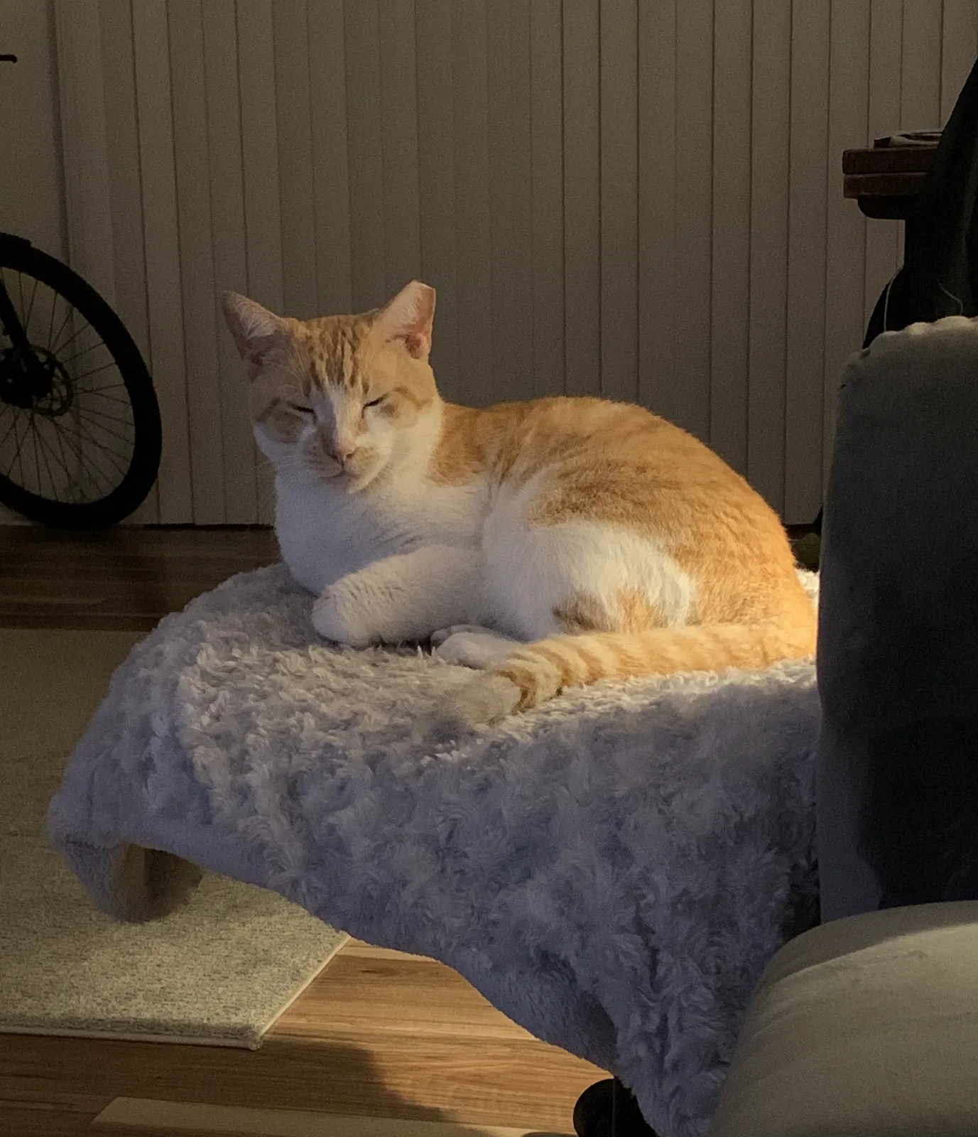 Lost cat in Tampa, FL, 33613