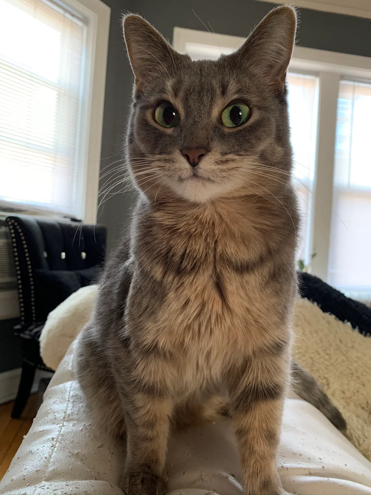 Lost cat in Chicago, IL, 60657