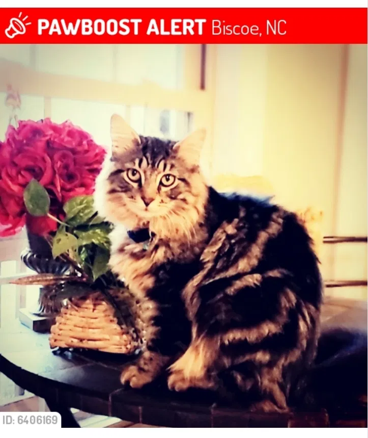 Lost cat in Biscoe, NC, 27209