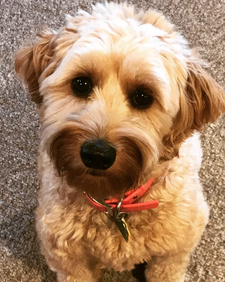 Lost dog in Denmark, WI, 54208