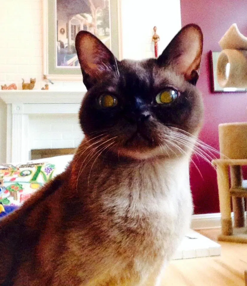 Lost cat in Seattle, WA, 98155