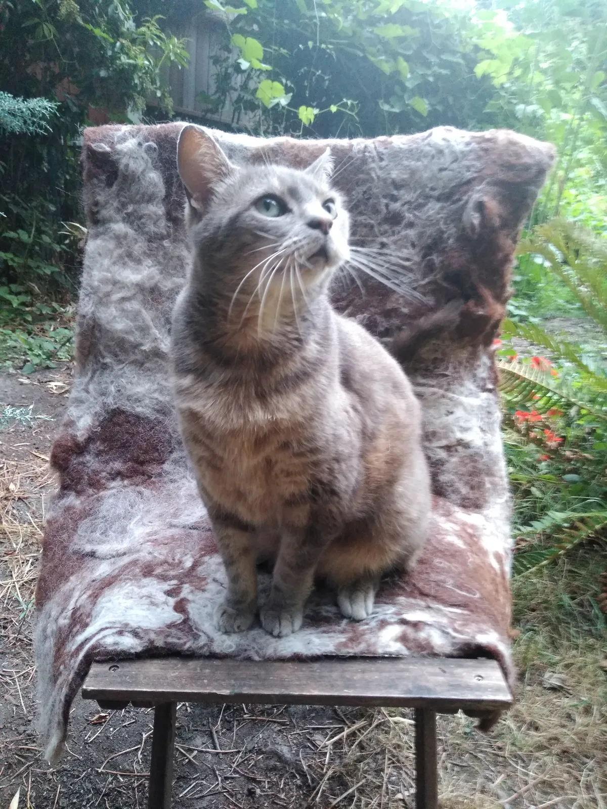 Lost cat in Portland, OR, 97211