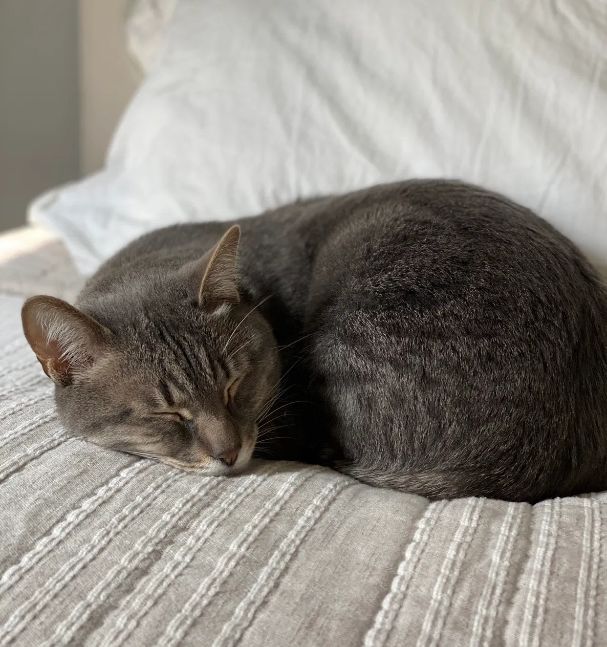 Lost cat in Idaho Falls, ID, 83404