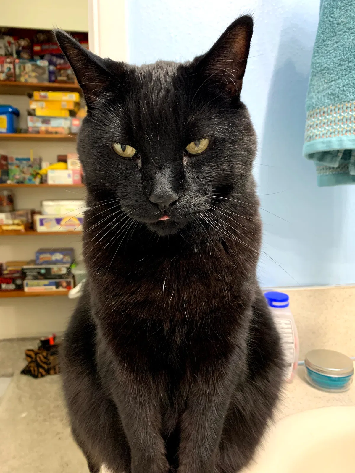Lost cat in Bend, OR, 97701