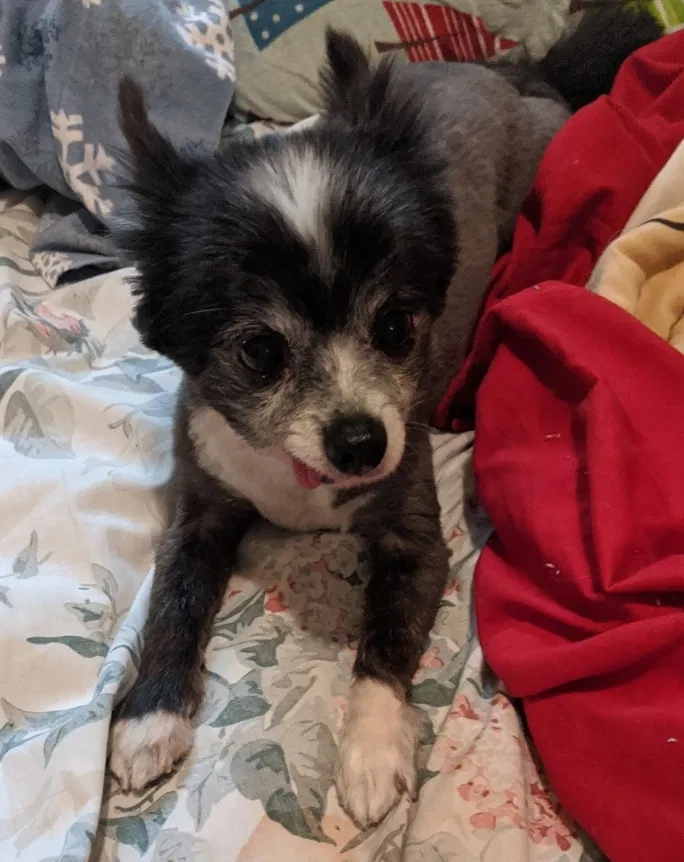Lost dog in Ithaca, NY, 14850