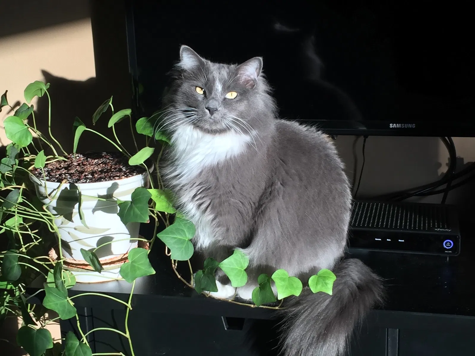Lost cat in Gilbert, MN, 55741