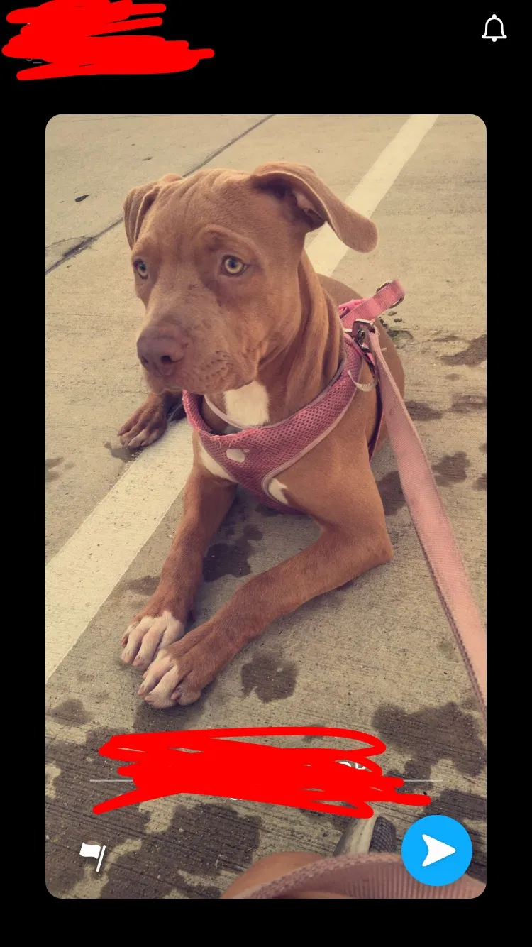 Lost dog in Chicago, IL, 60609