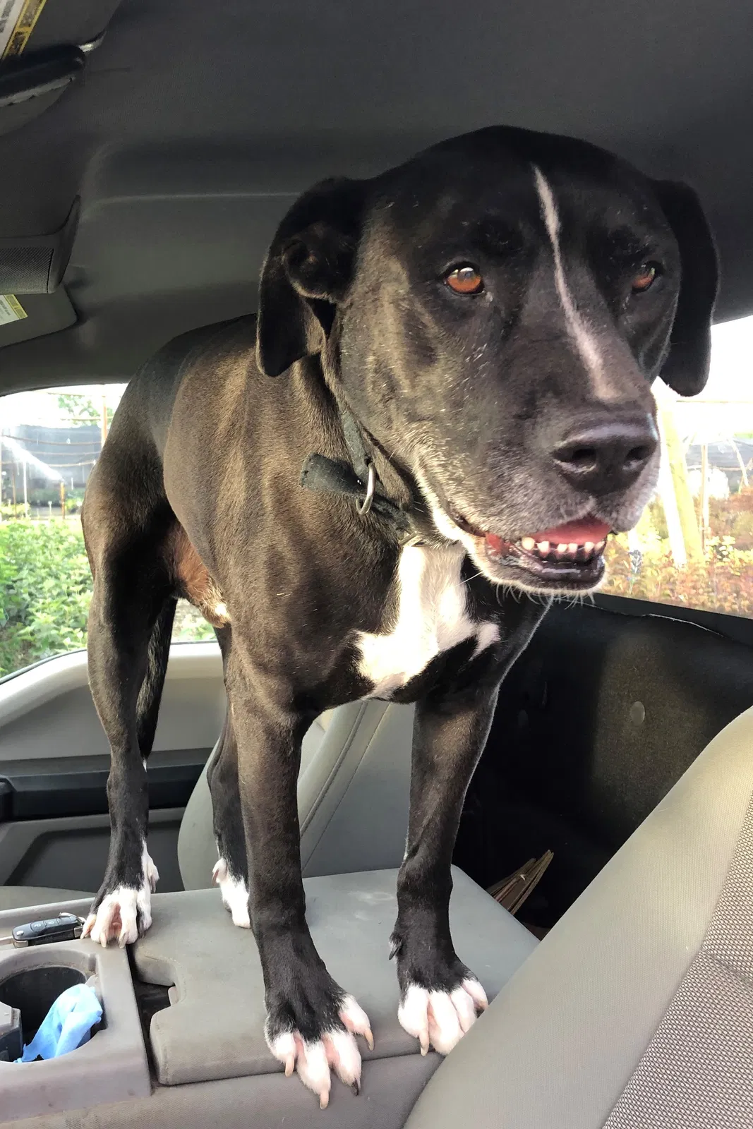 Lost dog in Columbus, IN, 47201