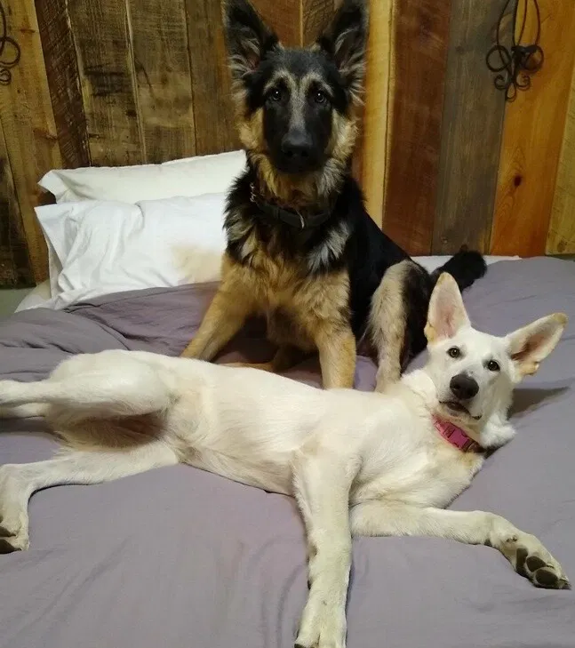 Lost dog in Brownsville, TN, 38012
