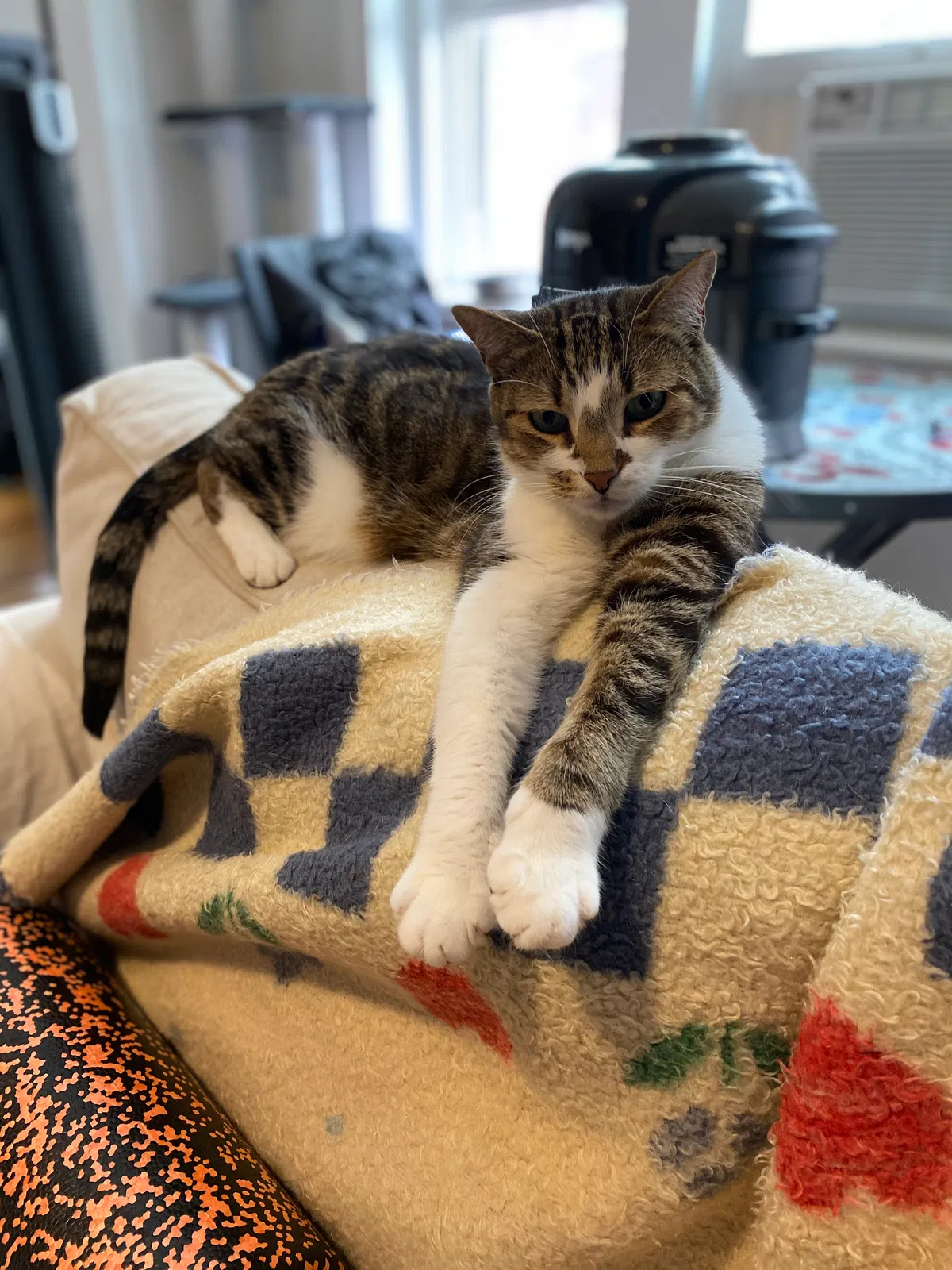 Lost cat in Port Charlotte, FL, 33952