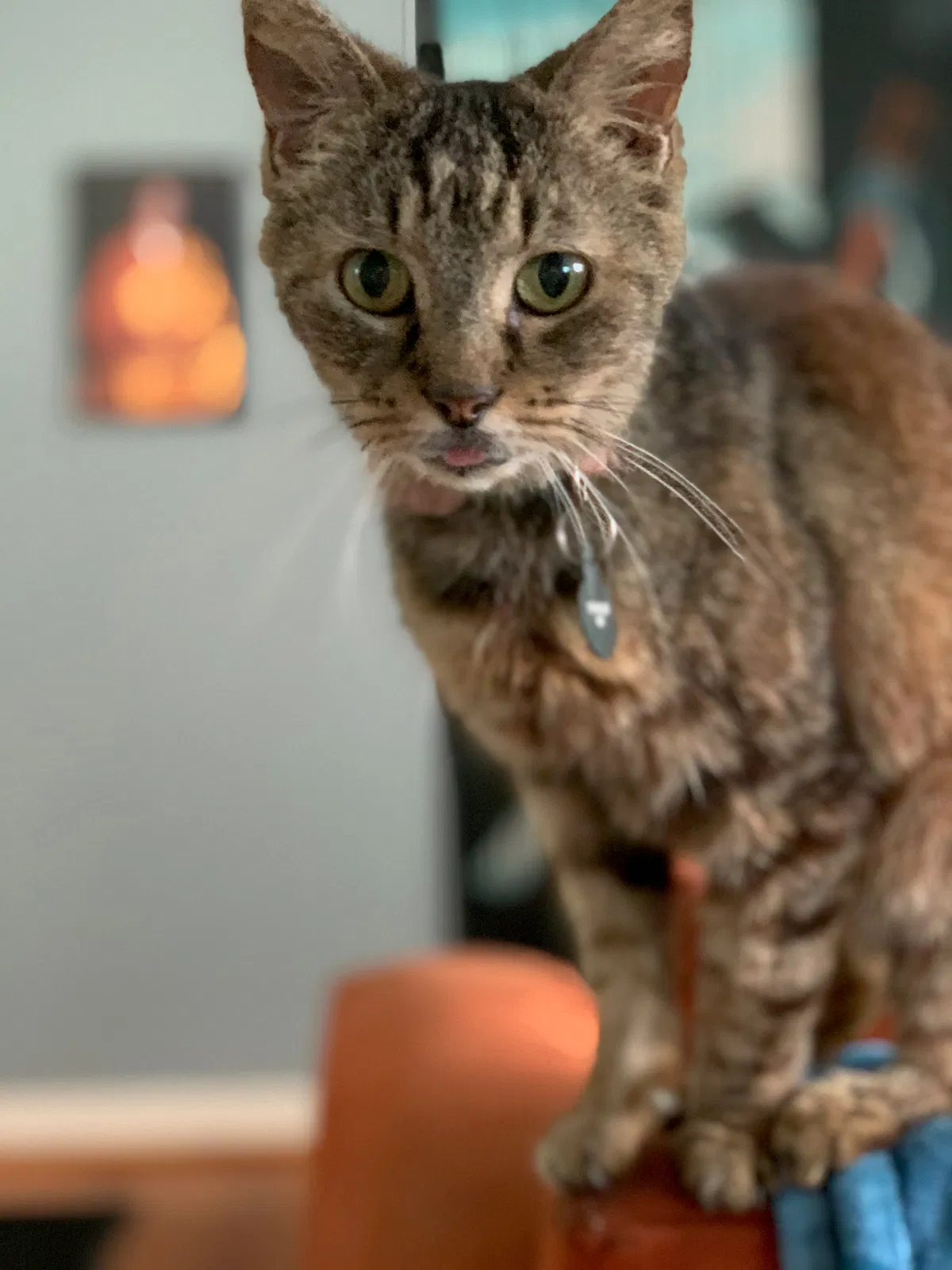 Lost cat in Orlando, FL, 32804