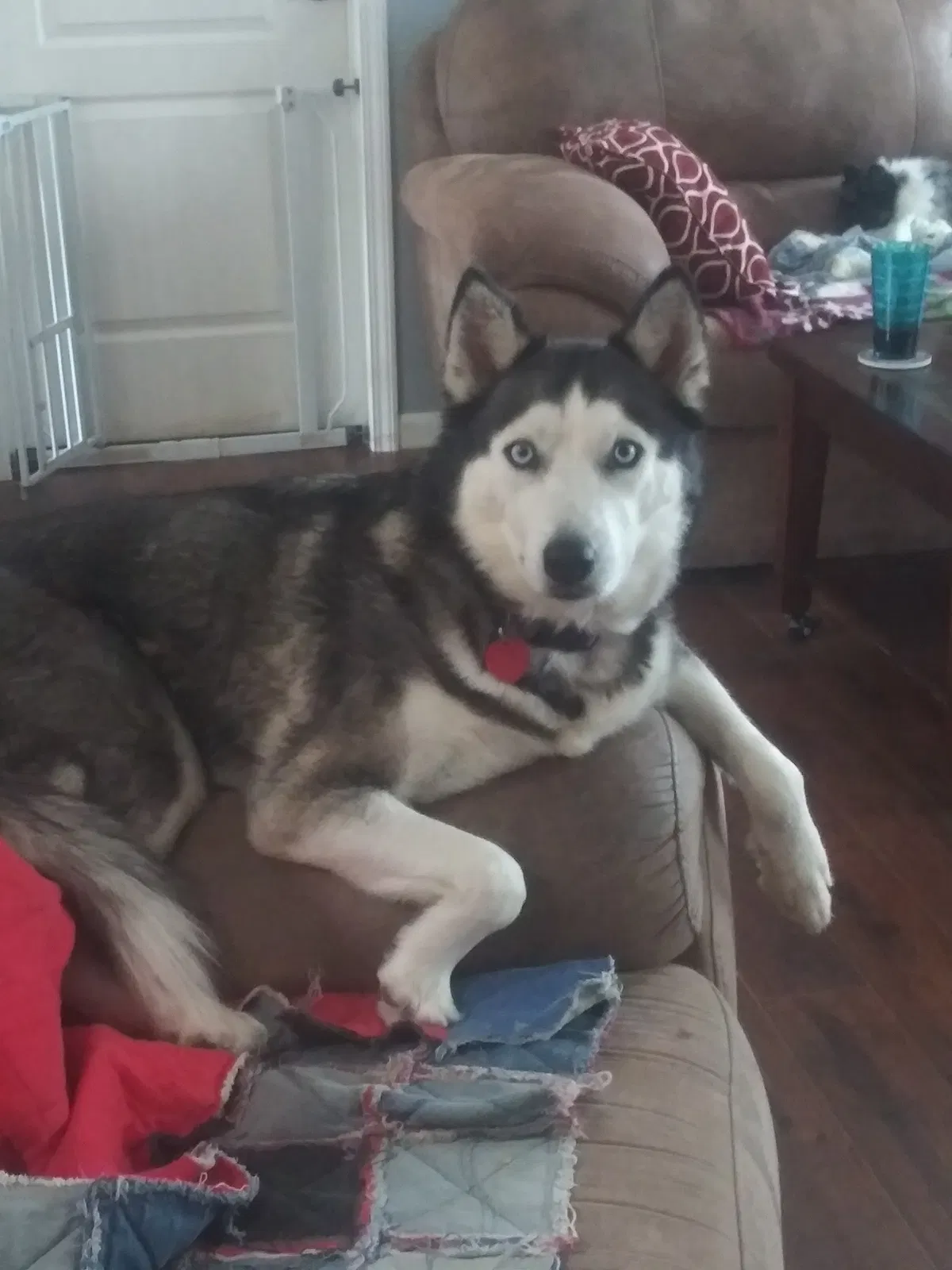 Lost dog in Jefferson, TX, 75657