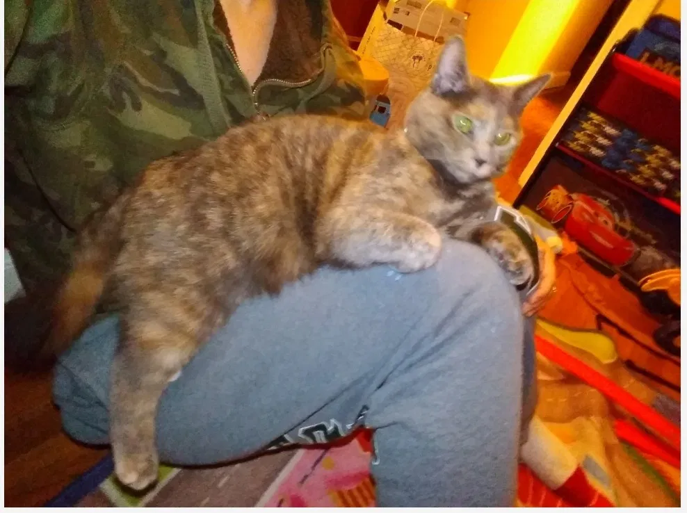 Lost cat in York, PA, 17402