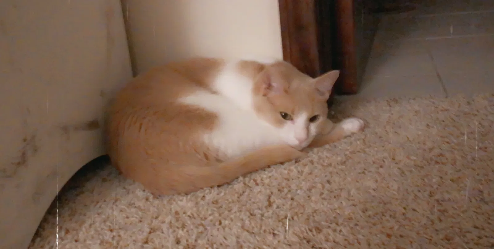 Lost cat in Milwaukee, WI, 53221