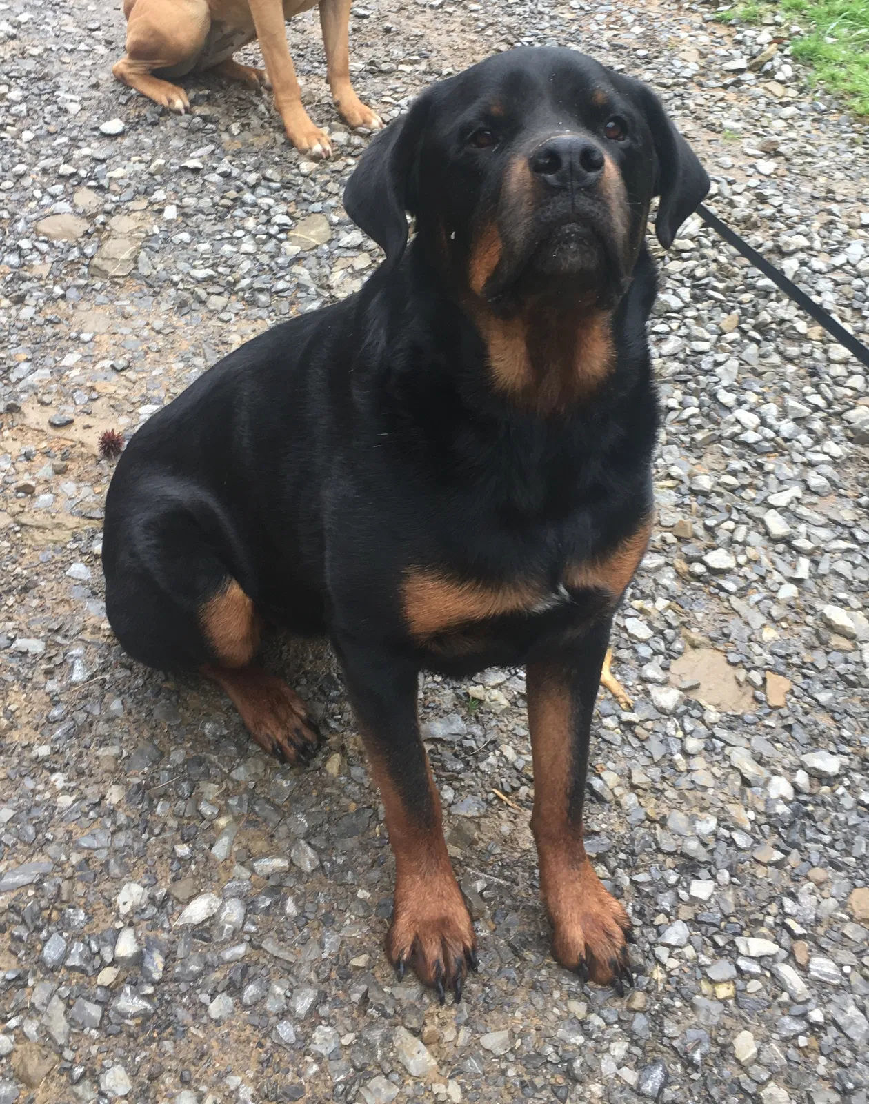 Lost dog in Sevierville, TN, 37876