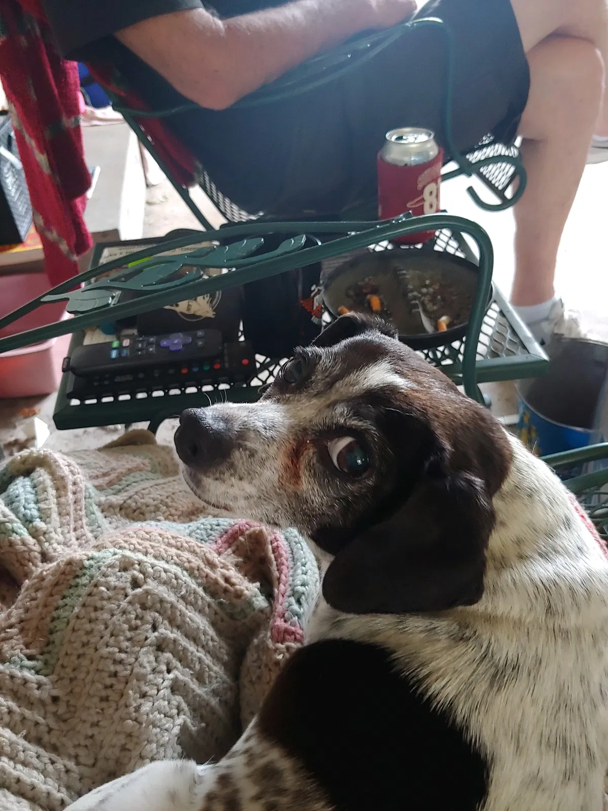 Lost dog in High Point, NC, 27260