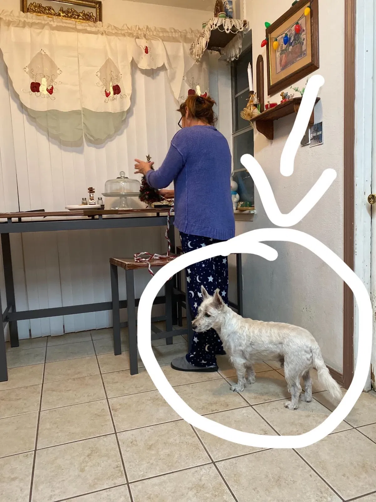 Lost dog in El Paso, TX, 79928