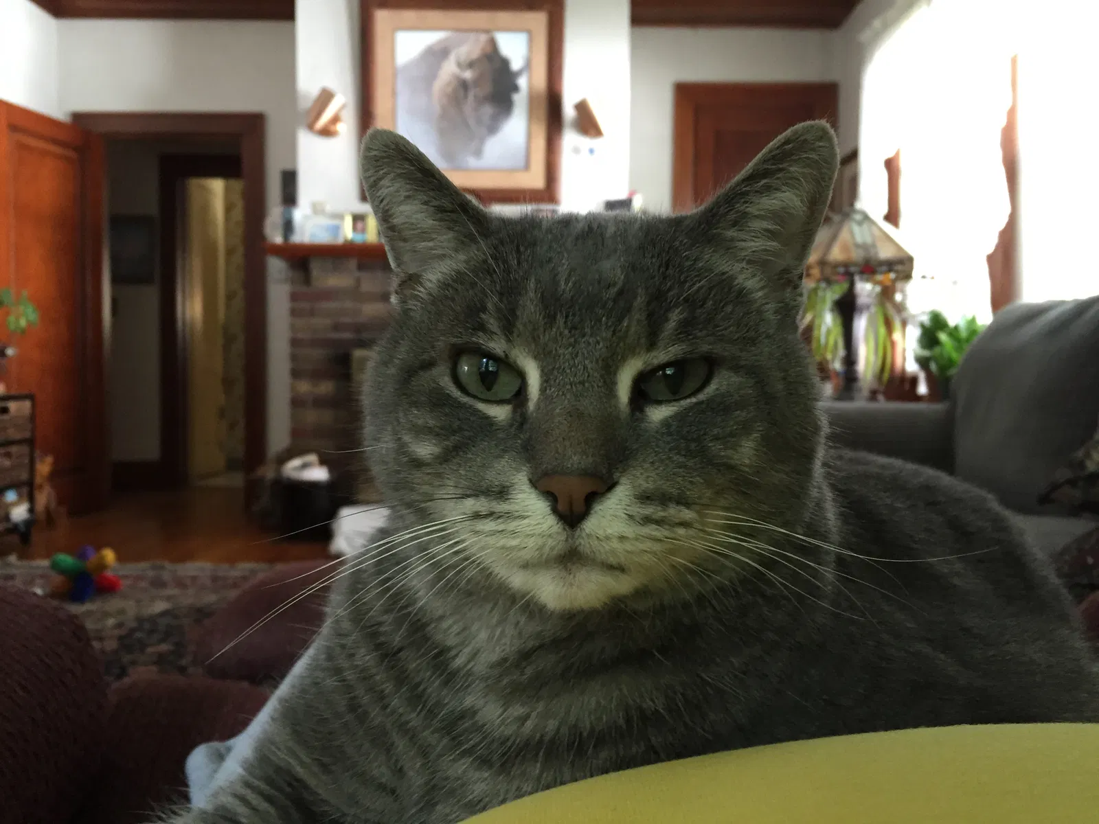 Lost cat in Saint Paul, MN, 55104