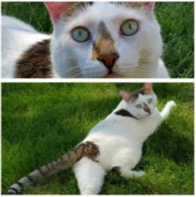 Lost cat in Arlington Heights, IL, 60005
