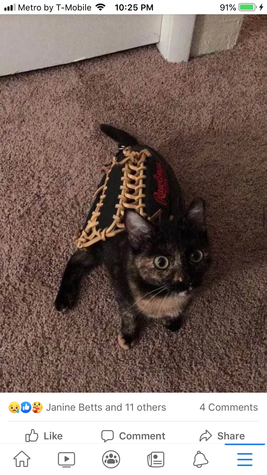 Lost cat in Tampa, FL, 33617