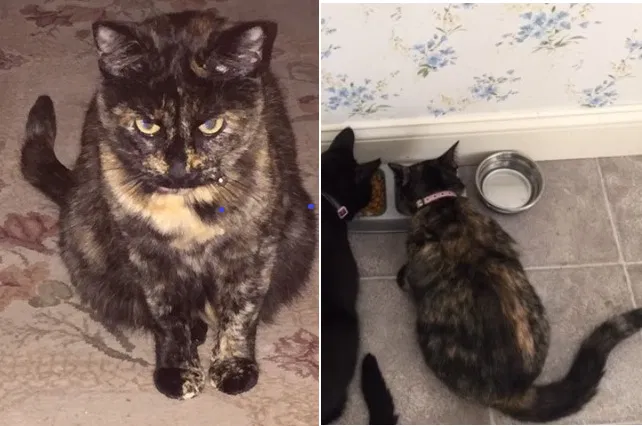 Missing Cat