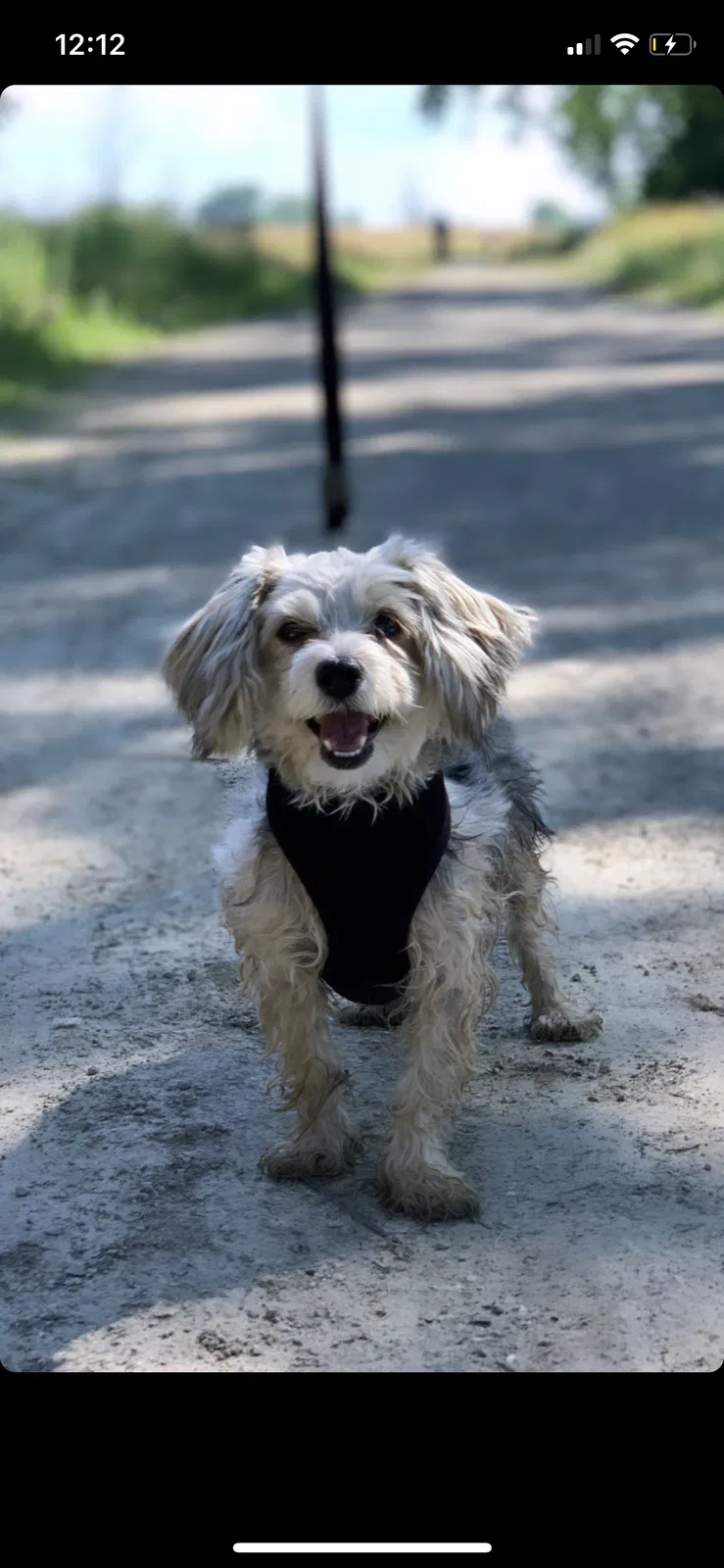 Lost dog in Detroit, MI, 48209